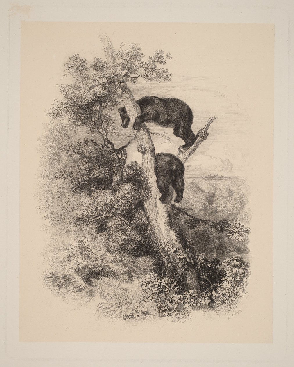 Dwa niedźwiedzie autorstwa Karl Bodmer