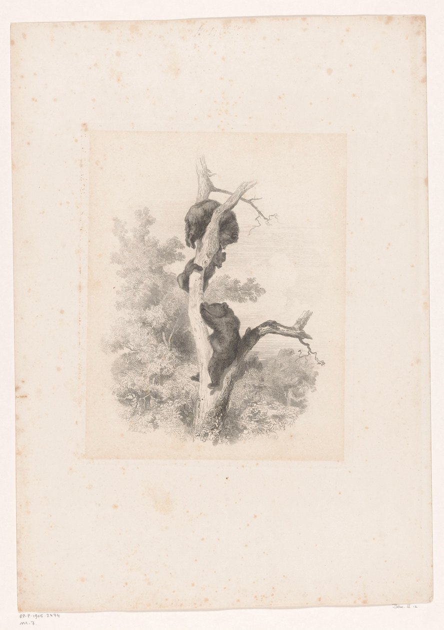 Trzy niedźwiedzie na drzewie Krajobrazy ze zwierzętami (tytuł serii) autorstwa Karl Bodmer