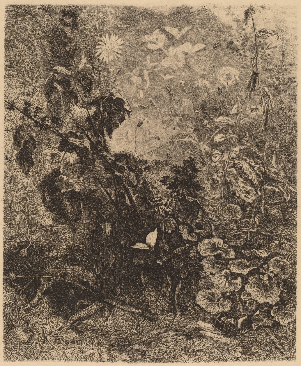 Ślimaki i motyle. autorstwa Karl Bodmer