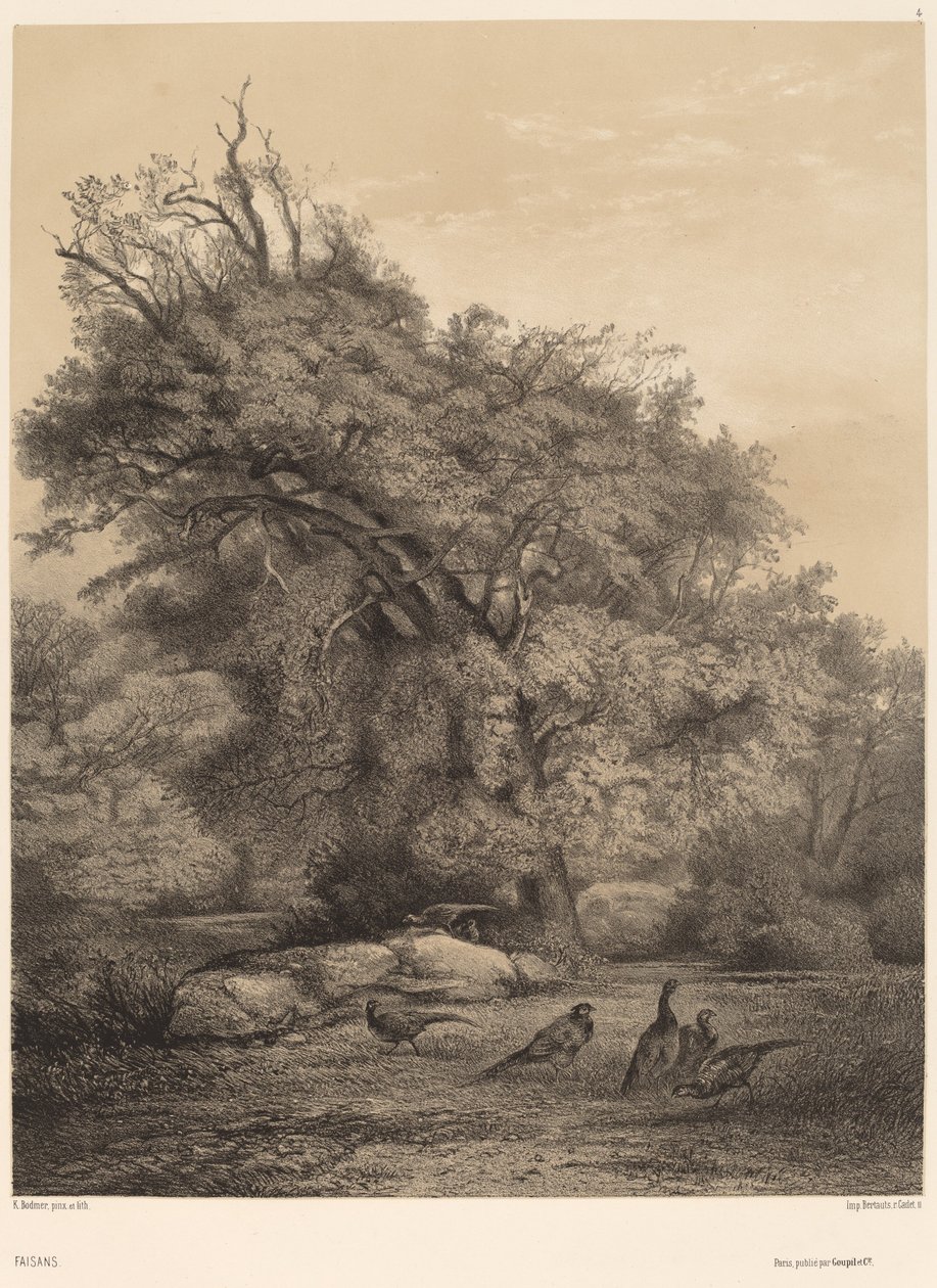 Bażanty autorstwa Karl Bodmer