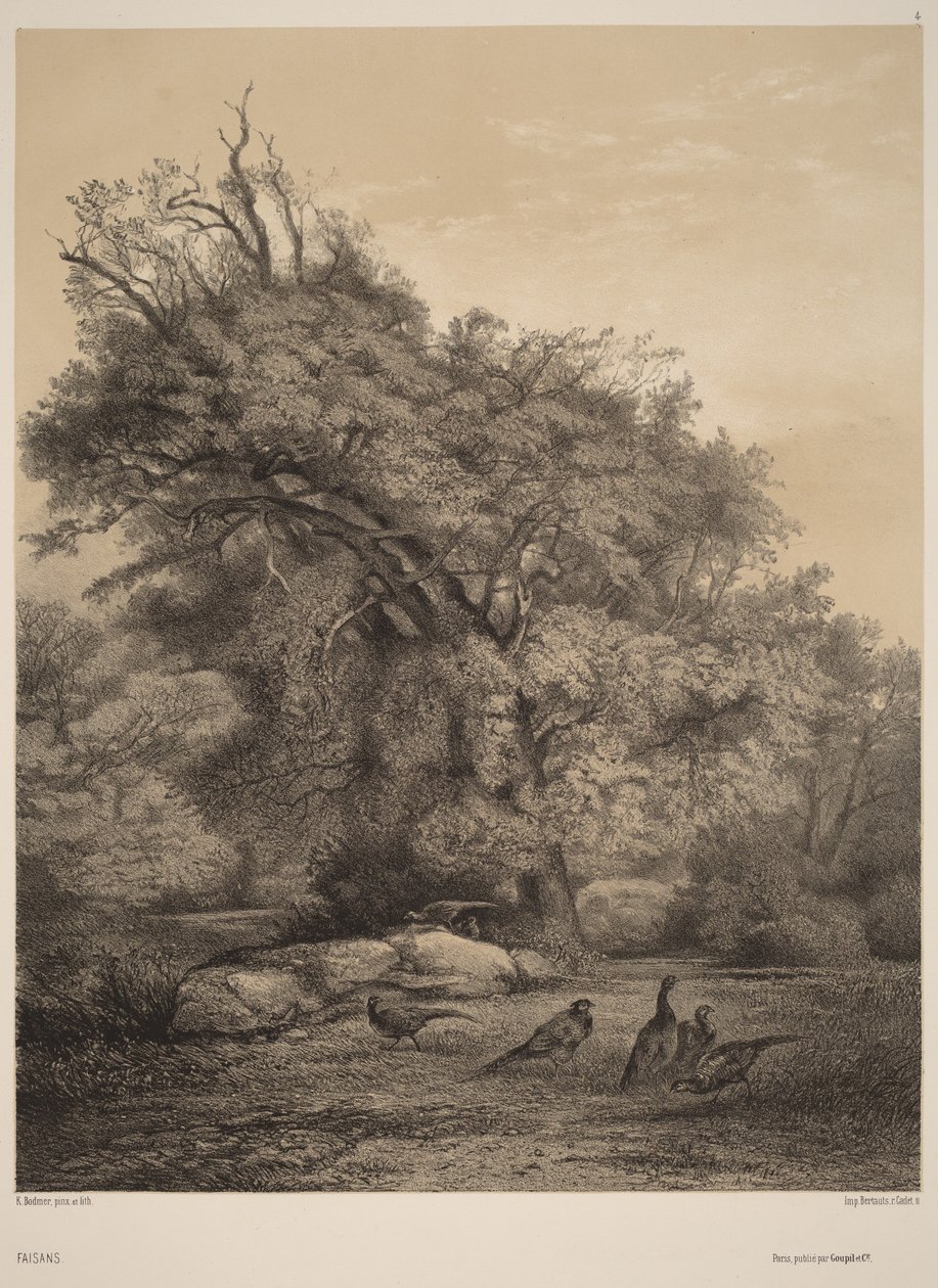 Bażanty autorstwa Karl Bodmer