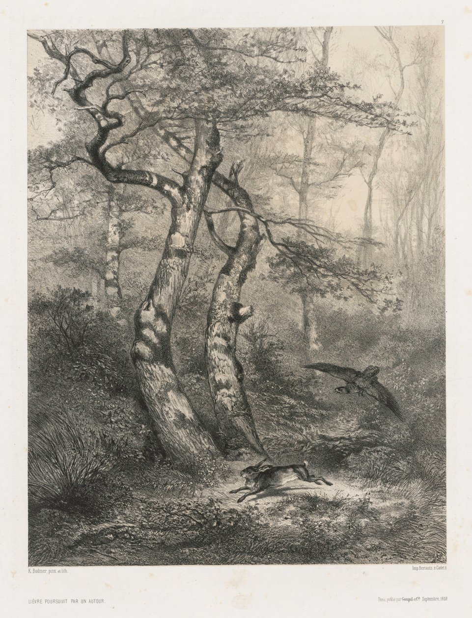 Zając ścigany przez jastrzębia, 1858. autorstwa Karl Bodmer