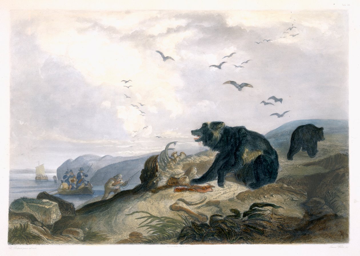 Polowanie na niedźwiedzia grizzly, tablica 36 z tomu 2 "Podróży w głąb Ameryki Północnej", wyryta przez Lucasa Webera, 1844 (akwatinta) autorstwa Karl Bodmer