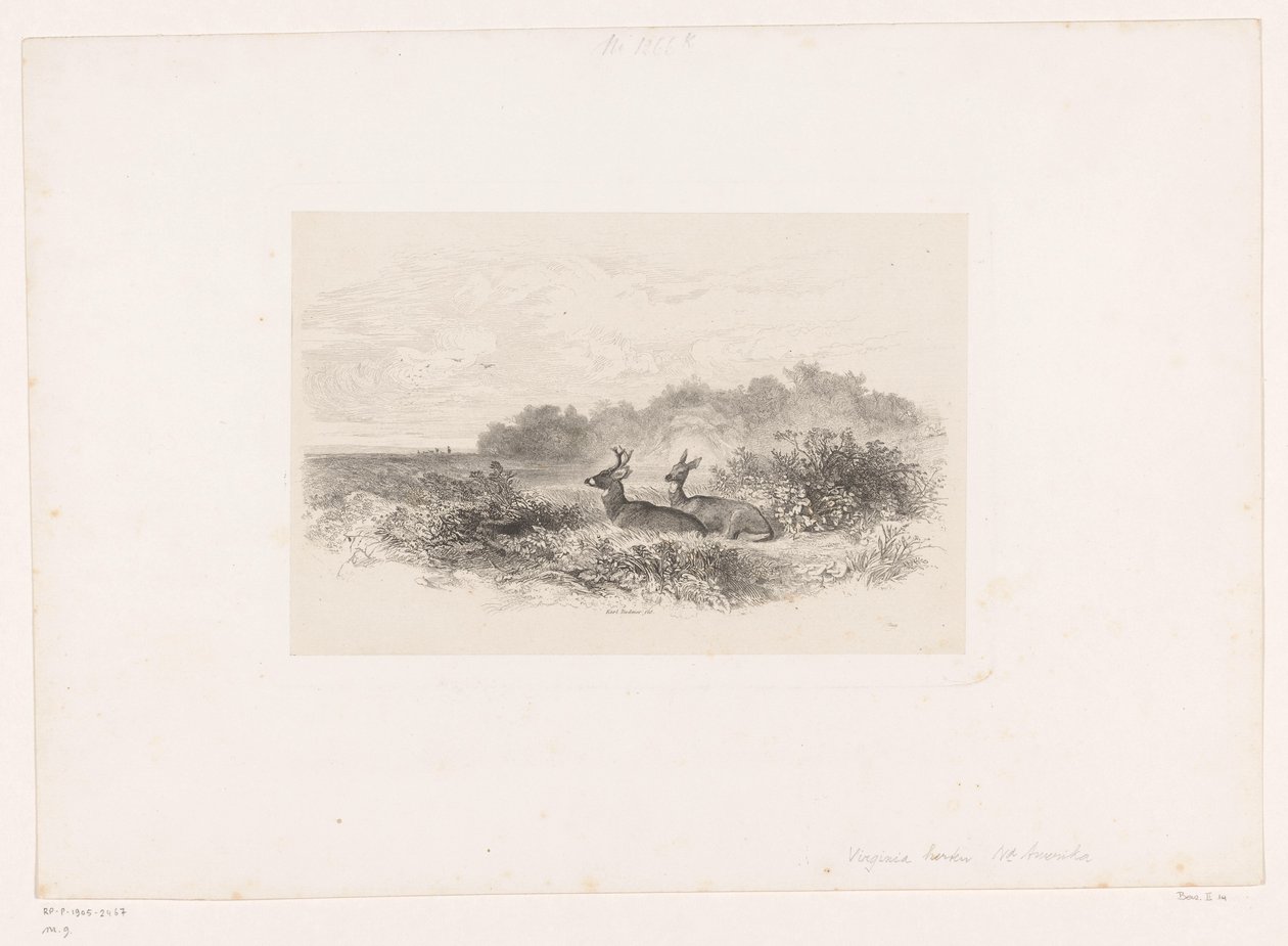 Krajobraz z dwoma jeleniami wirginijskimi Krajobrazy ze zwierzętami (tytuł serii) autorstwa Karl Bodmer