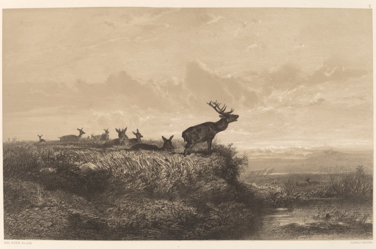 Poranek. Jeleń i Hinds autorstwa Karl Bodmer