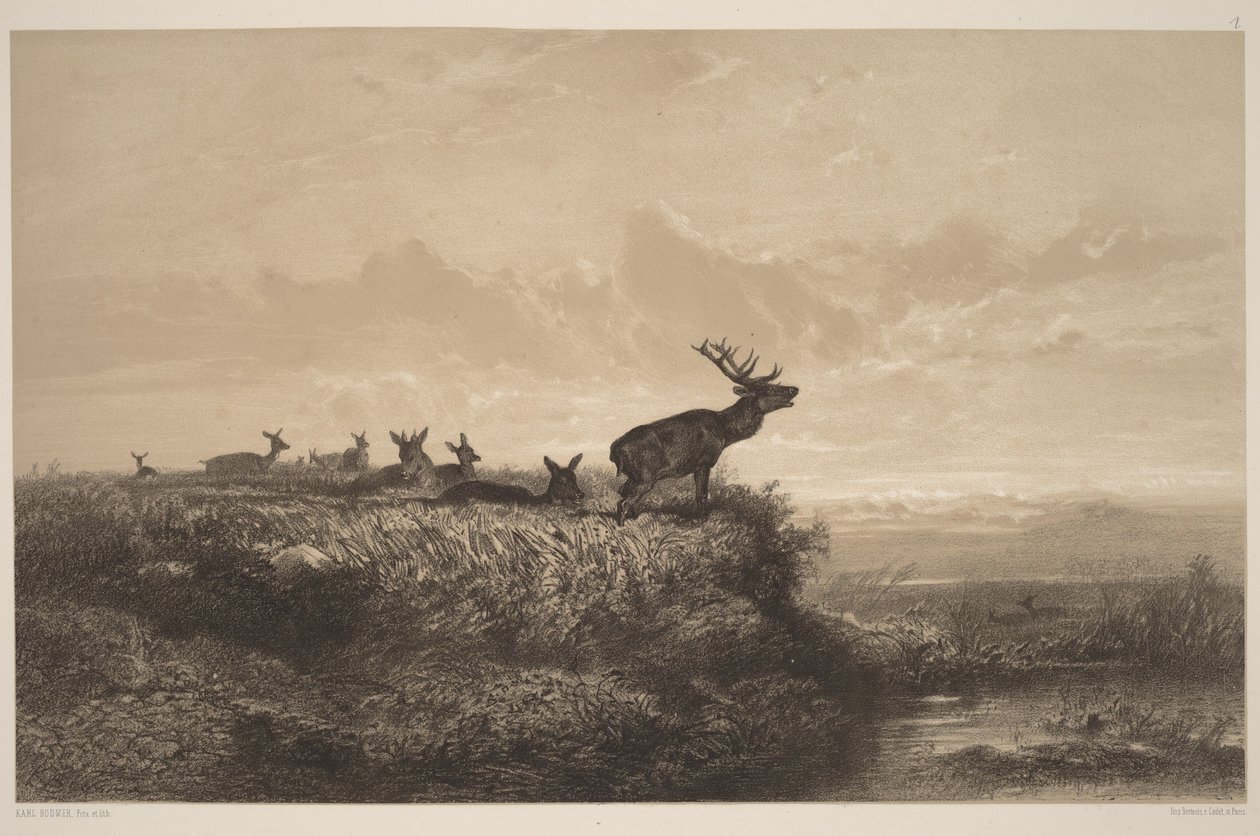 Poranek. Jeleń i łanie autorstwa Karl Bodmer