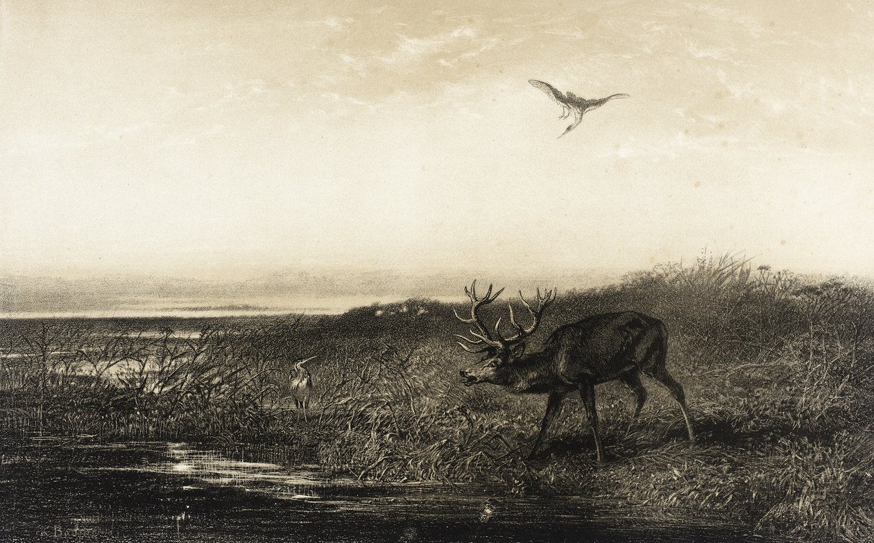 Wieczór: Jeleń i czaple autorstwa Karl Bodmer