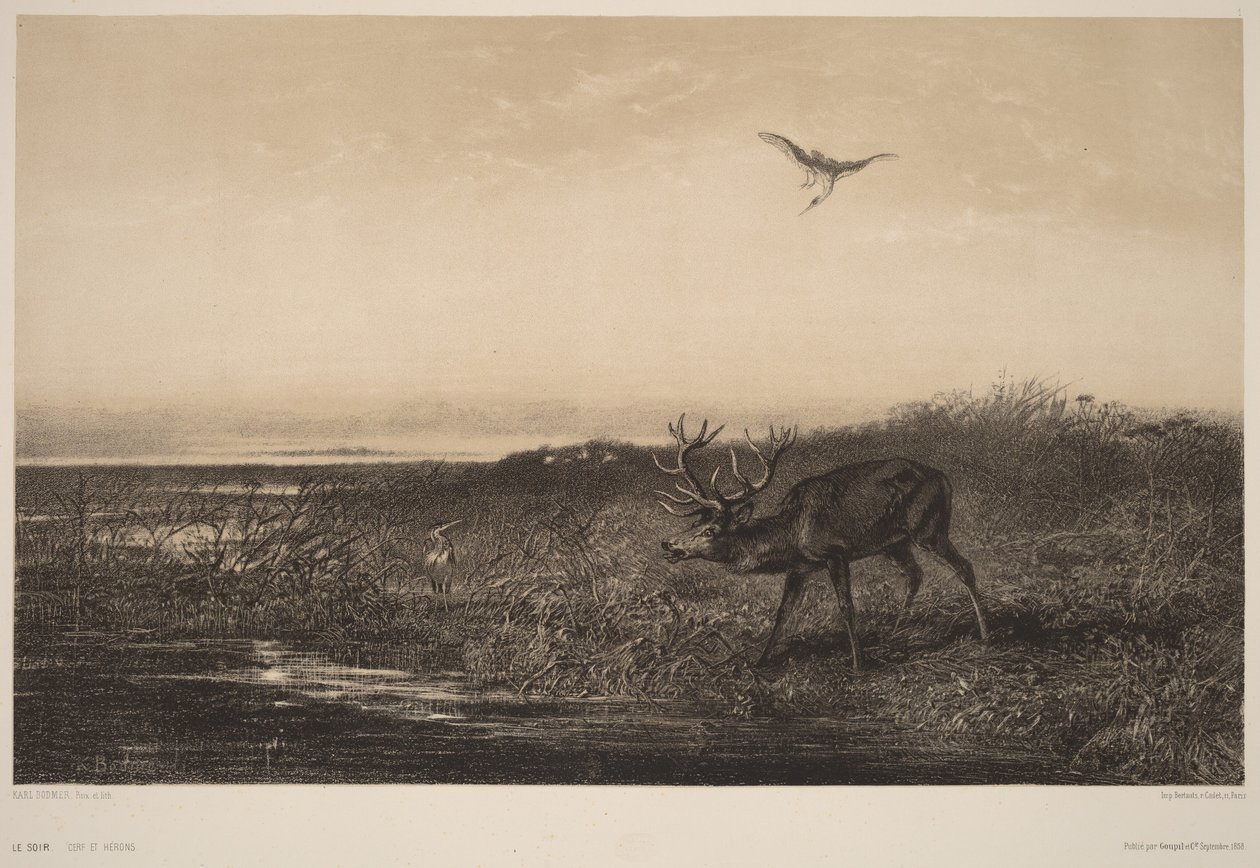 Le Soir.  Jeleń i czaple autorstwa Karl Bodmer