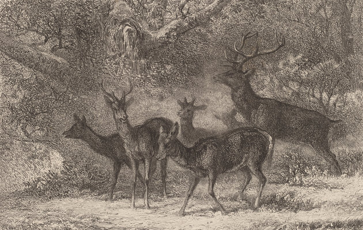 Stado. autorstwa Karl Bodmer