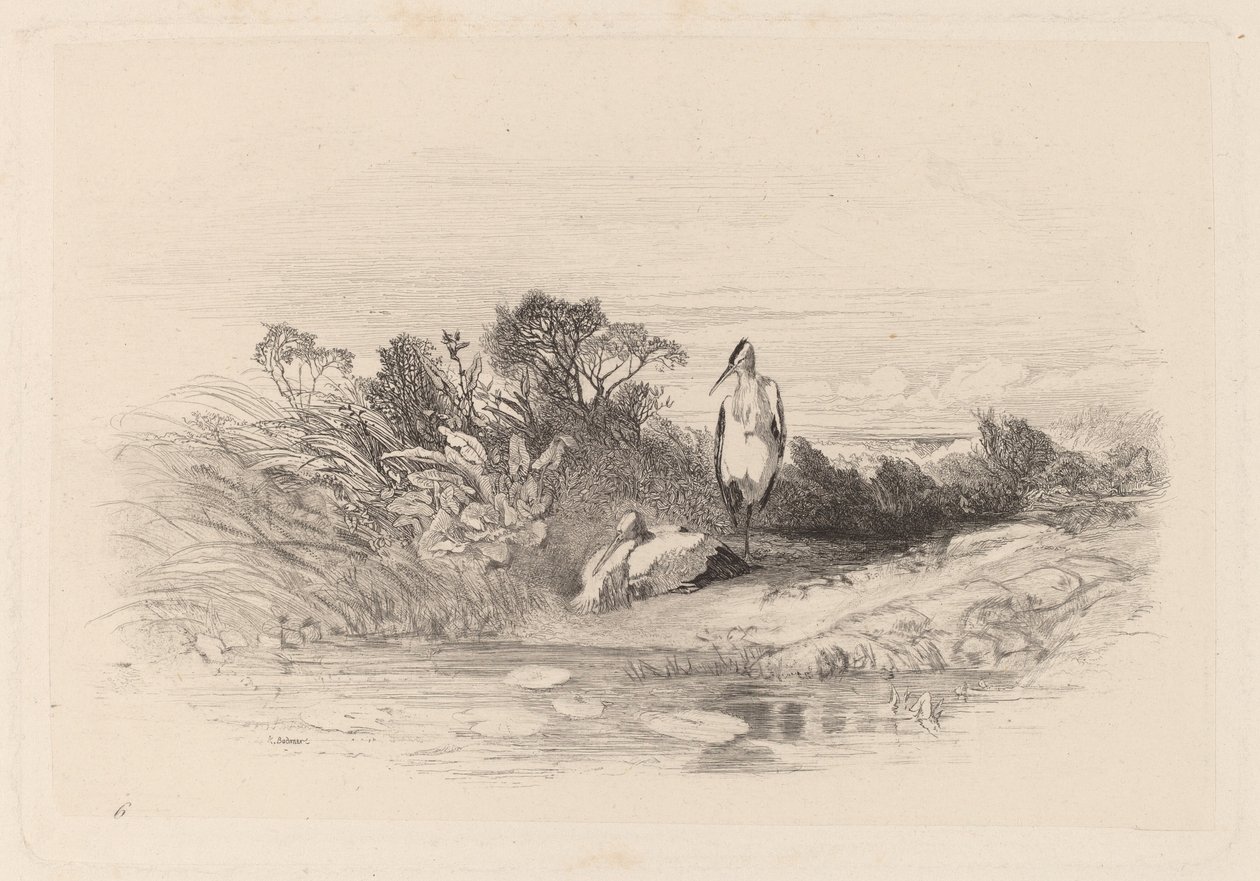 Dwie czaple autorstwa Karl Bodmer
