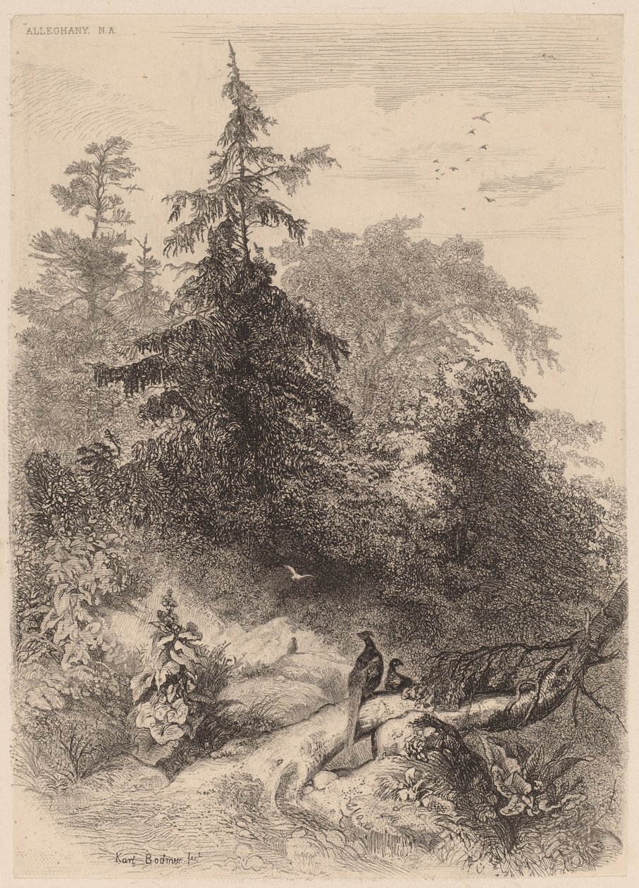 Bażanty. autorstwa Karl Bodmer