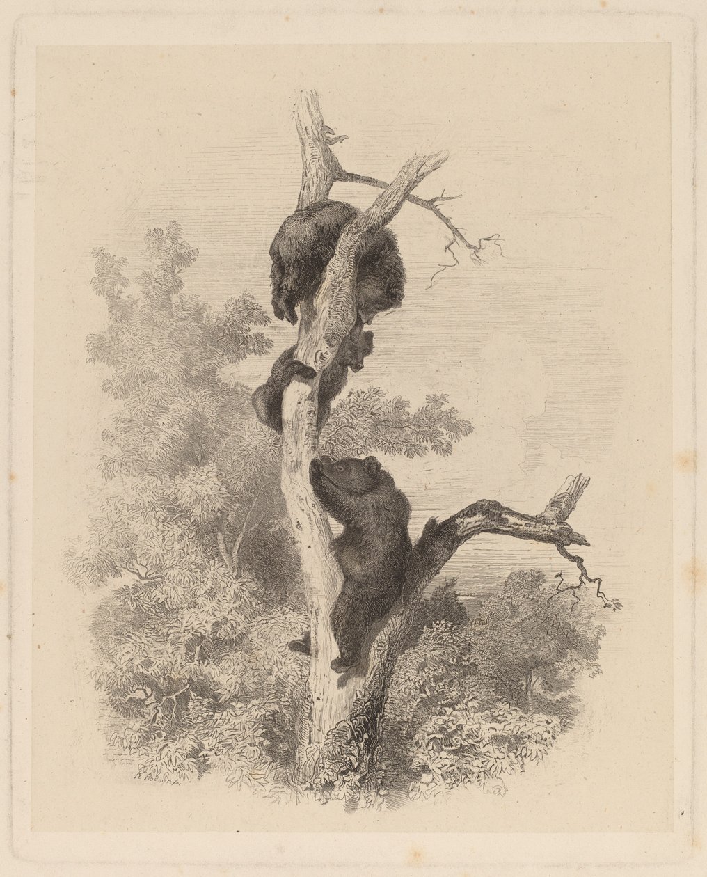 Les Ours (Niedźwiedzie) autorstwa Karl Bodmer