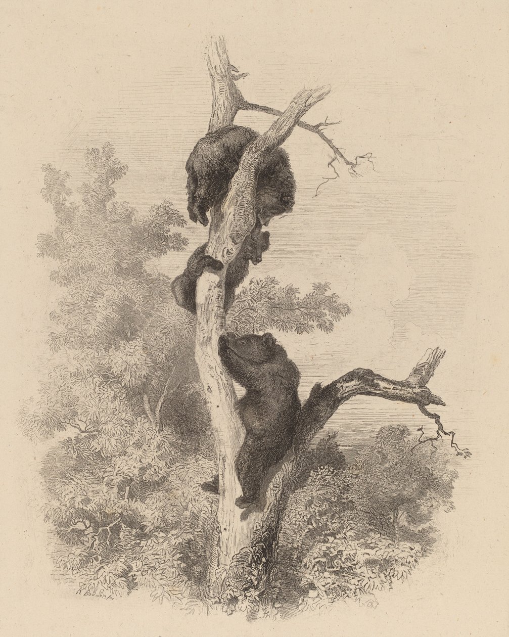 Les Ours Niedźwiedzie, 18581874. autorstwa Karl Bodmer
