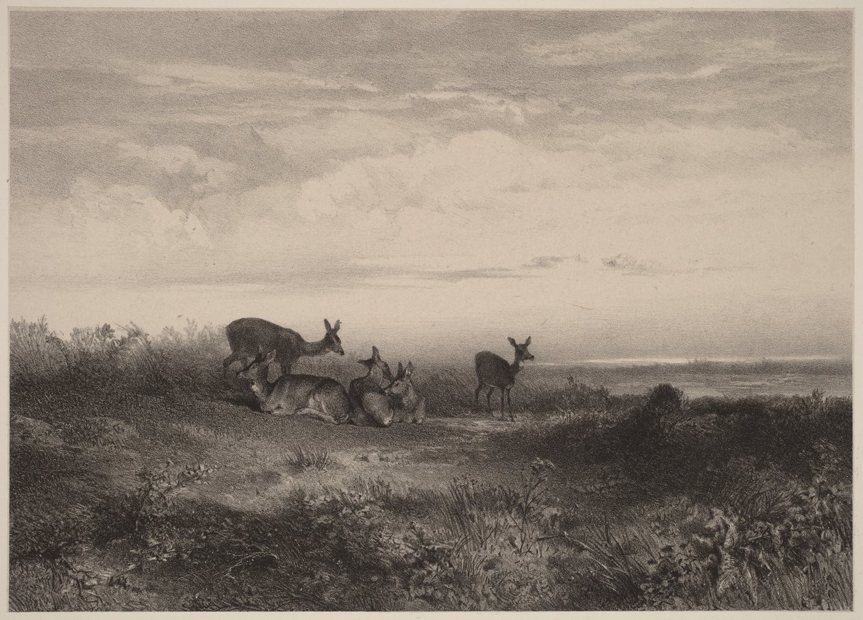 Łanie autorstwa Karl Bodmer