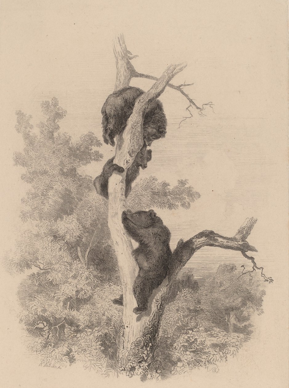 Niedźwiedzie. autorstwa Karl Bodmer