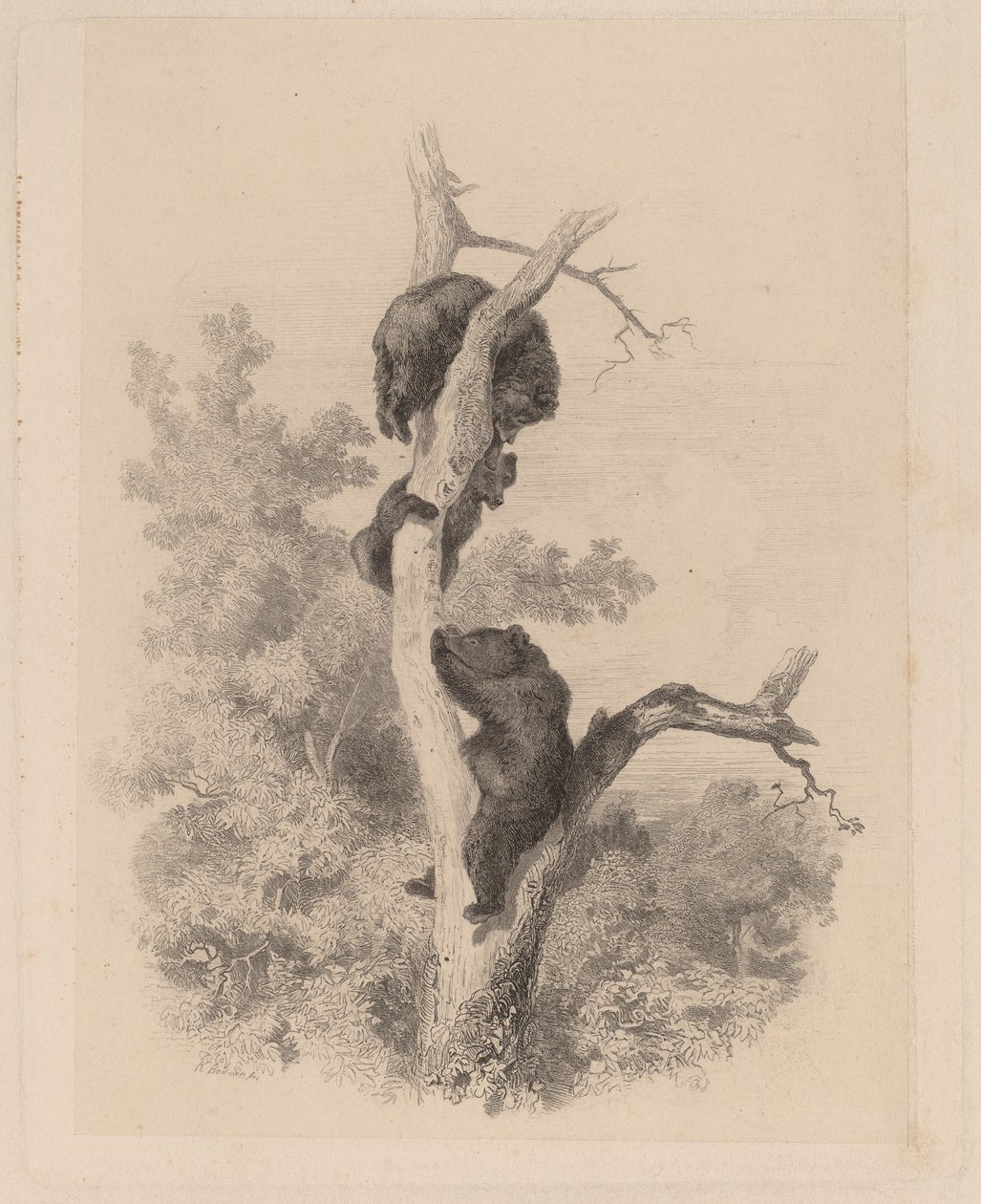 Niedźwiedzie autorstwa Karl Bodmer