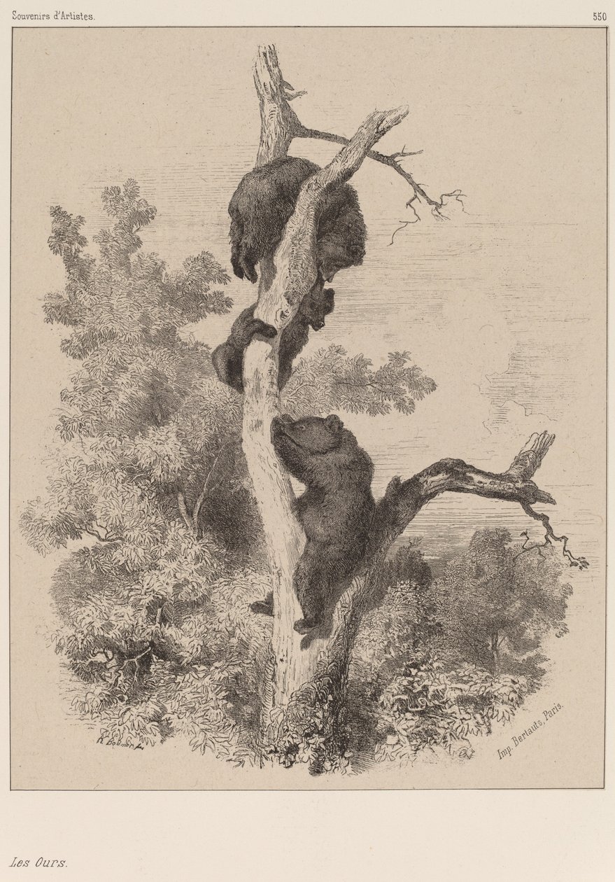 Niedźwiedzie autorstwa Karl Bodmer