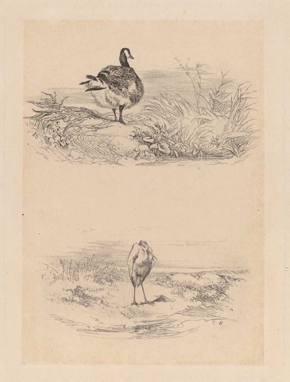 Oie, Czapla autorstwa Karl Bodmer