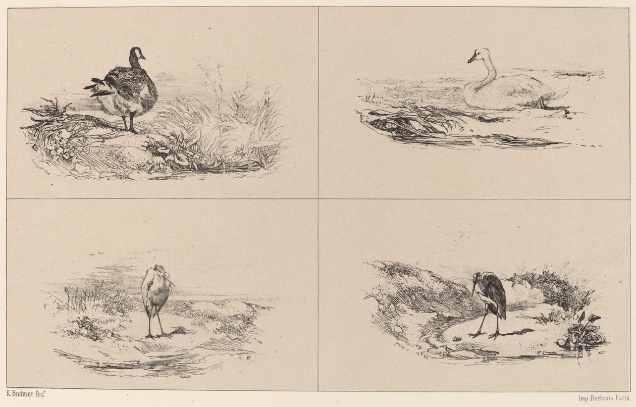 Gęsi, łabędzie, czaple. autorstwa Karl Bodmer