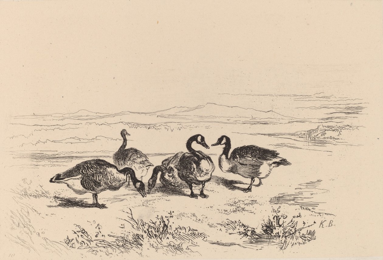 Pąkla gęsi. autorstwa Karl Bodmer
