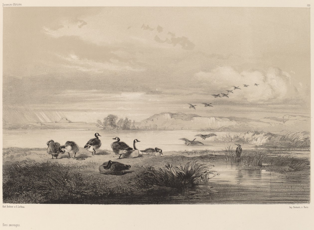 dzikie gęsi autorstwa Karl Bodmer