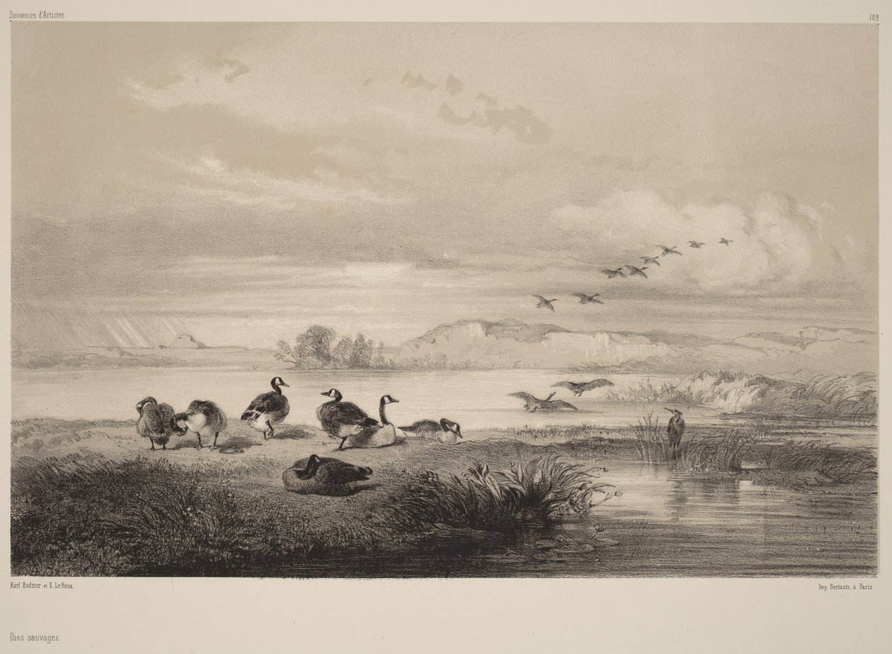 Dzikie gęsi autorstwa Karl Bodmer