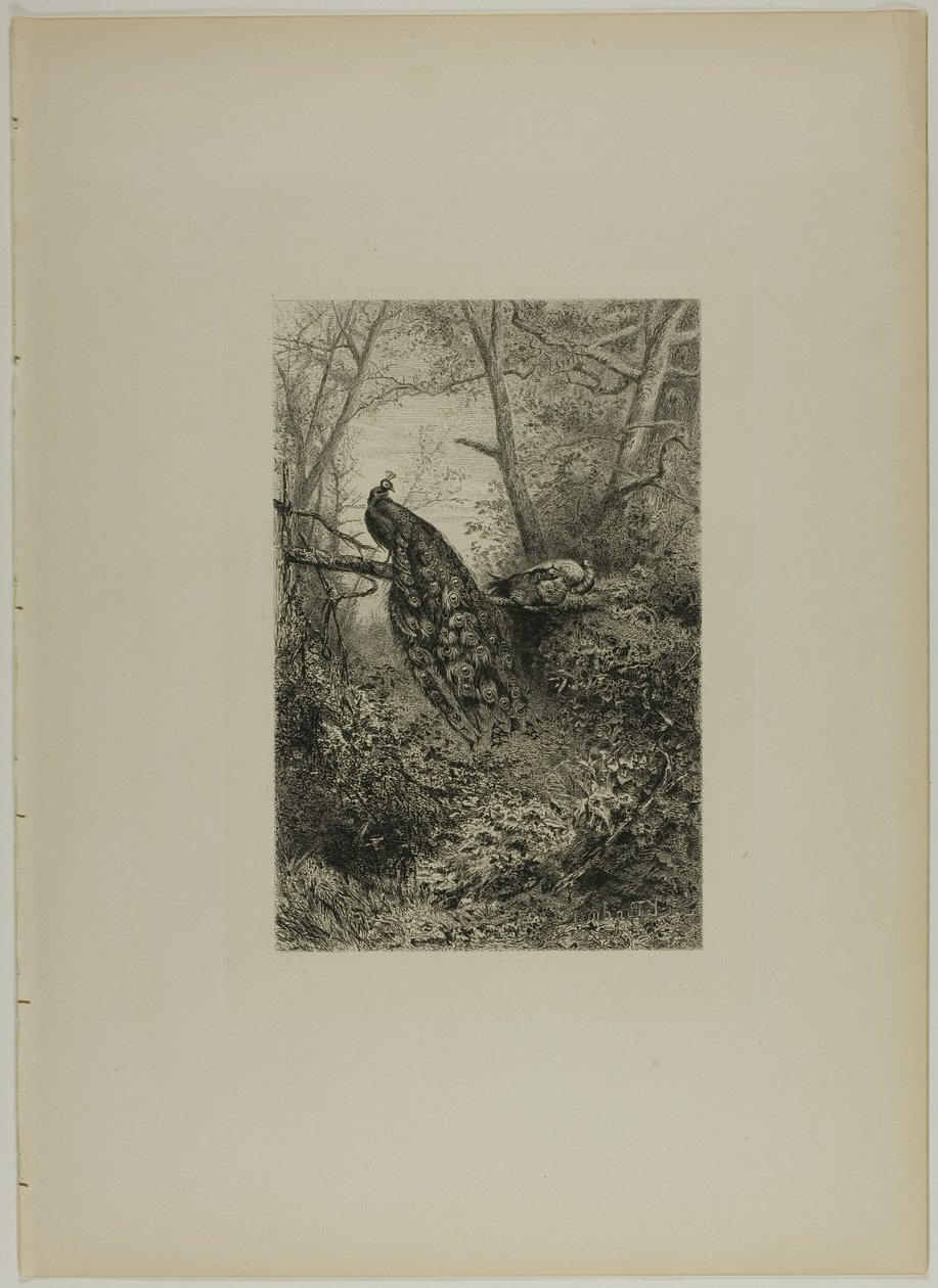 Pawie na konarze autorstwa Karl Bodmer