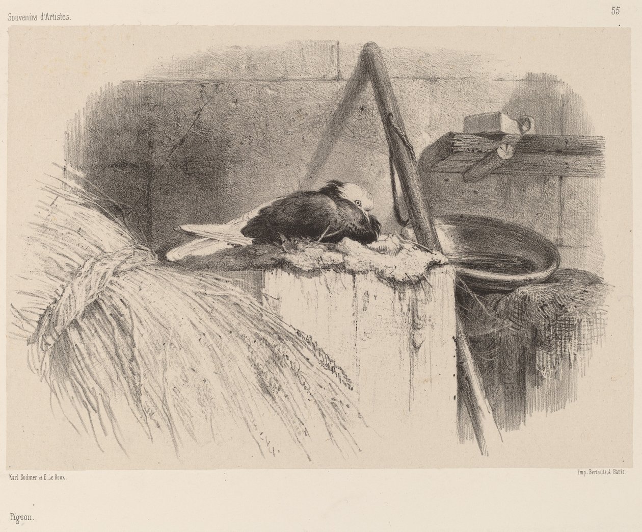 Gołąb autorstwa Karl Bodmer