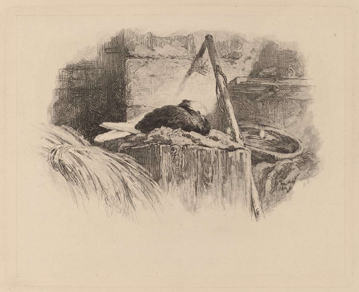 gołąb na gnieździe autorstwa Karl Bodmer