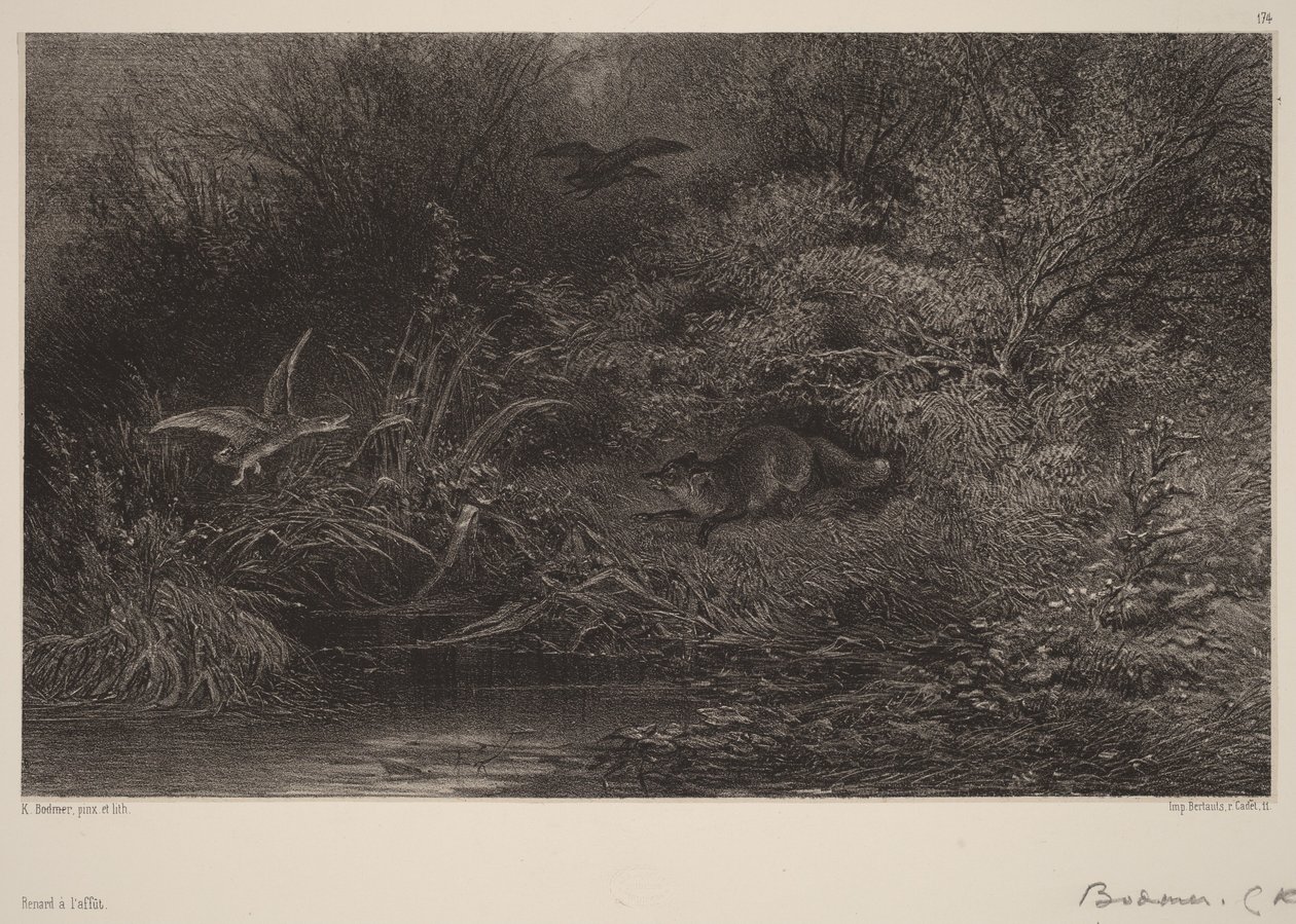Lis na czatach autorstwa Karl Bodmer