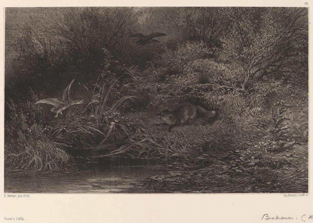 Lis grasuje autorstwa Karl Bodmer