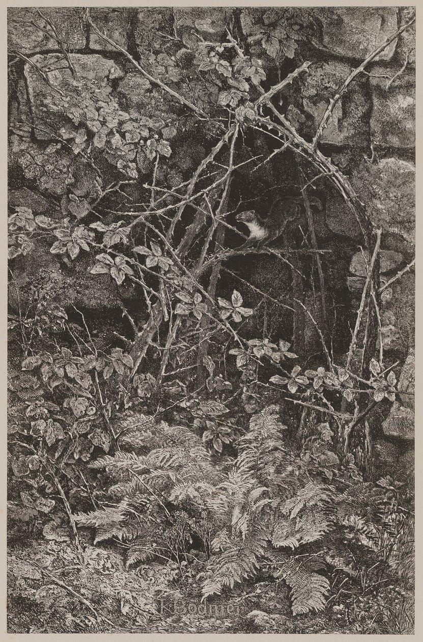 Skacząca kuna autorstwa Karl Bodmer