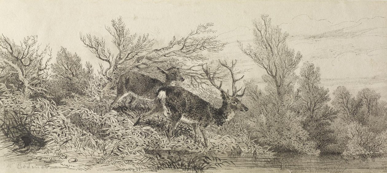 Jeleń w lesie autorstwa Karl Bodmer