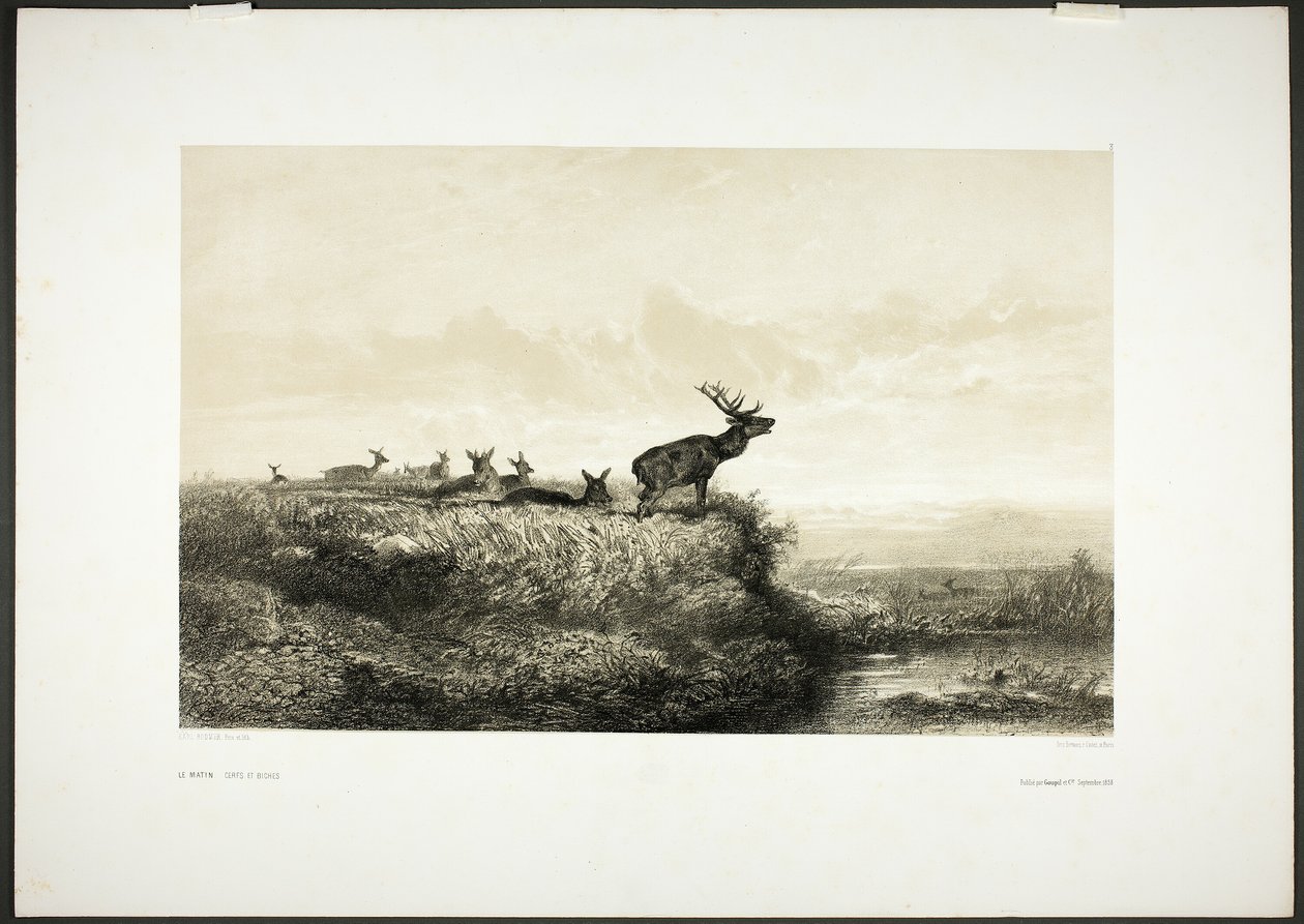 Poranek: Jelenie i łanie autorstwa Karl Bodmer