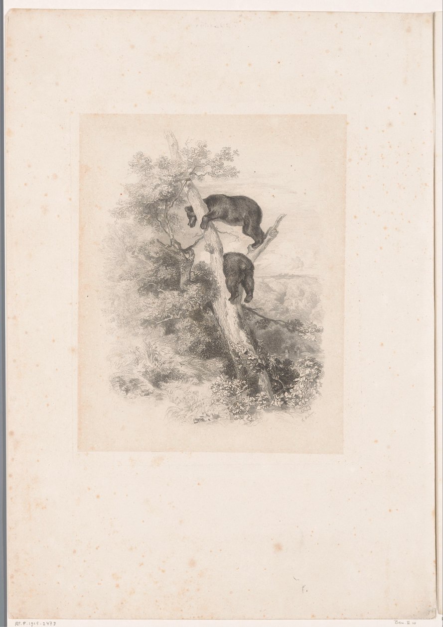 Dwa niedźwiedzie na drzewie Krajobrazy ze zwierzętami (tytuł serii) autorstwa Karl Bodmer