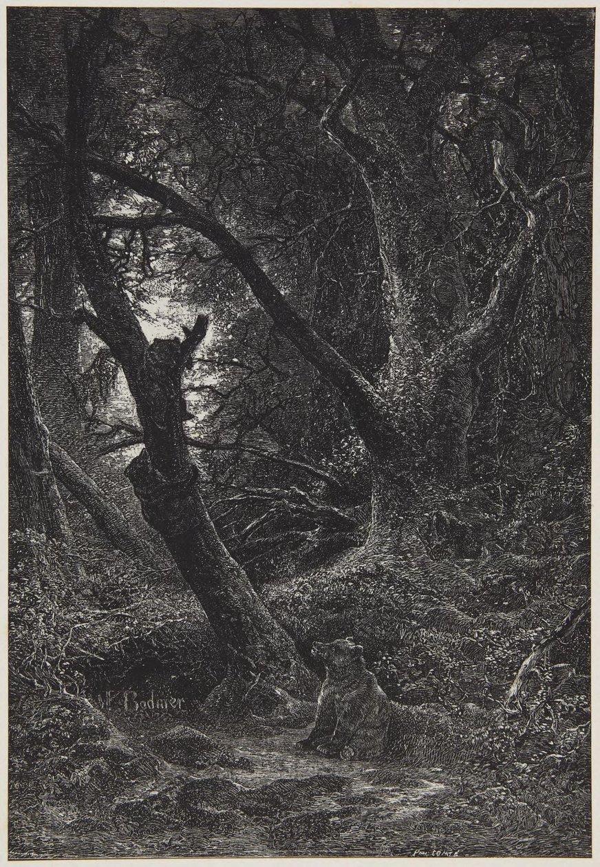 Dwa niedźwiedzie w lesie autorstwa Karl Bodmer