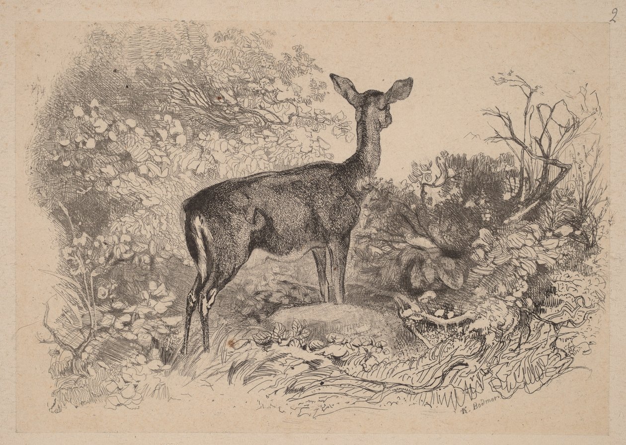 Łania autorstwa Karl Bodmer