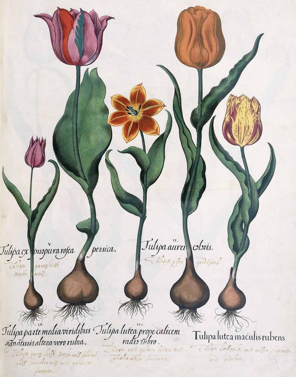 Rodzaje tulipanów, 1613 autorstwa Karl Christian Wilhelm Baron