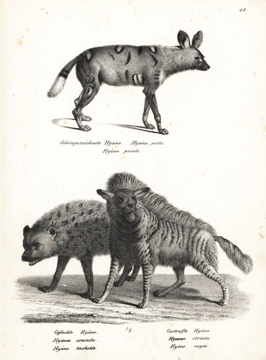 Dziki pies afrykański, Lycaon pictus, zagrożona hiena cętkowana, Crocuta crocuta i hiena pręgowana, Hyaena hyaena. Litografia Karla Josepha Brodtmanna z Ilustrowanej historii naturalnej ludzi i zwierząt Heinricha Rudolfa Schinza autorstwa Karl Joseph Brodtmann