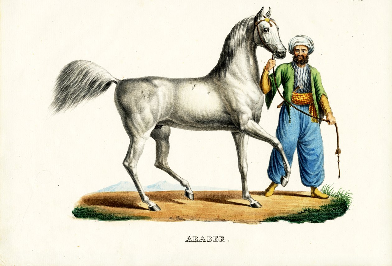 Koń arabski, 1824 autorstwa Karl Joseph Brodtmann