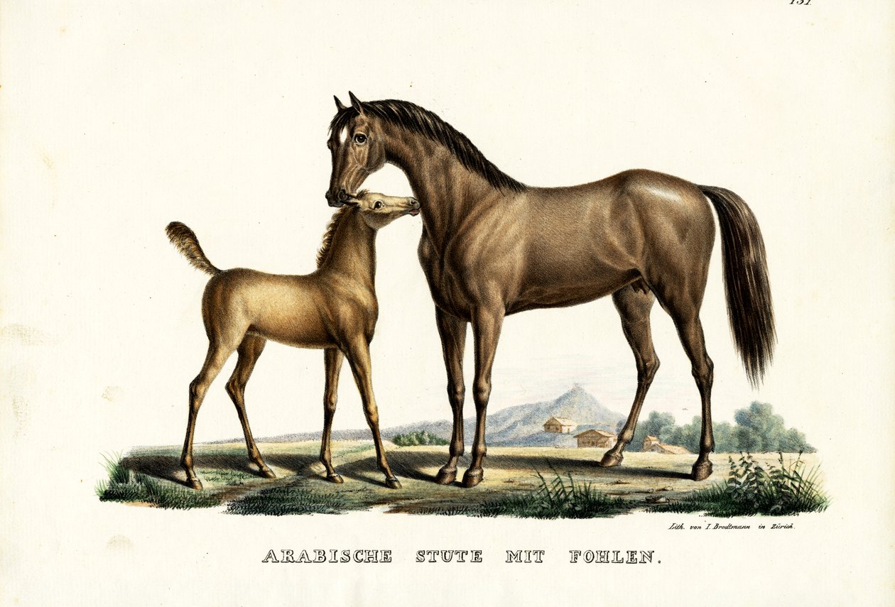Koń arabski z drobiem, 1824 autorstwa Karl Joseph Brodtmann
