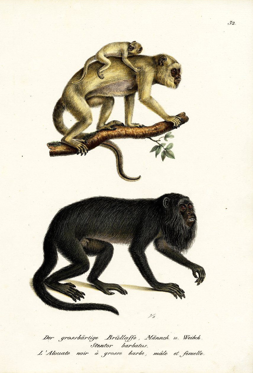 Czarne małpy Howler, 1824 autorstwa Karl Joseph Brodtmann