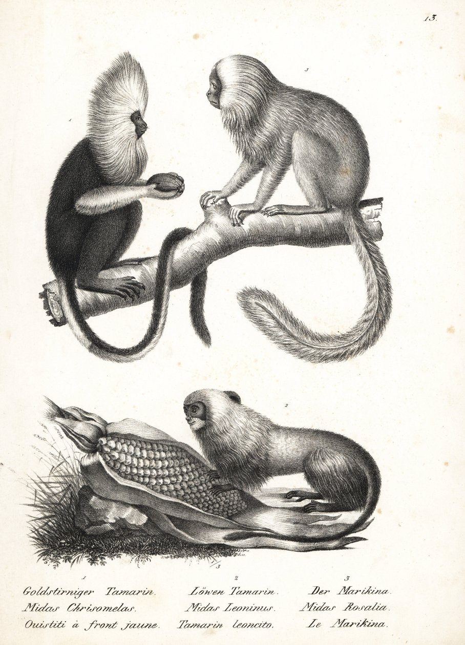 Marmozeta białogłowa, Callithrix flaviceps (zagrożony) 1 i tamaryna złocista, Leontopithecus rosalia (zagrożony) 2,3. Litografia Karla Josepha Brodtmanna z Ilustrowanej historii naturalnej ludzi i zwierząt Heinricha Rudolfa Schinza autorstwa Karl Joseph Brodtmann