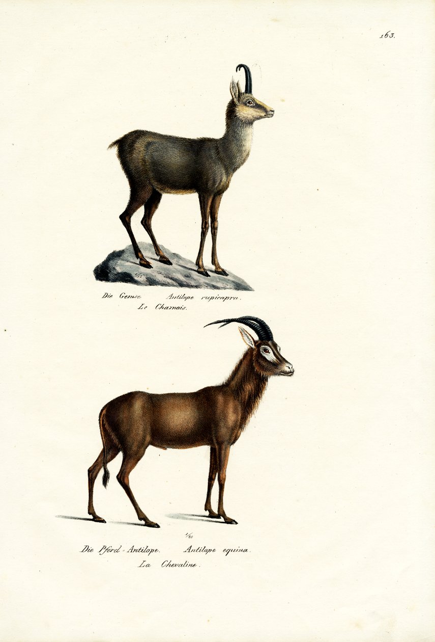 Chamois, 1824 autorstwa Karl Joseph Brodtmann