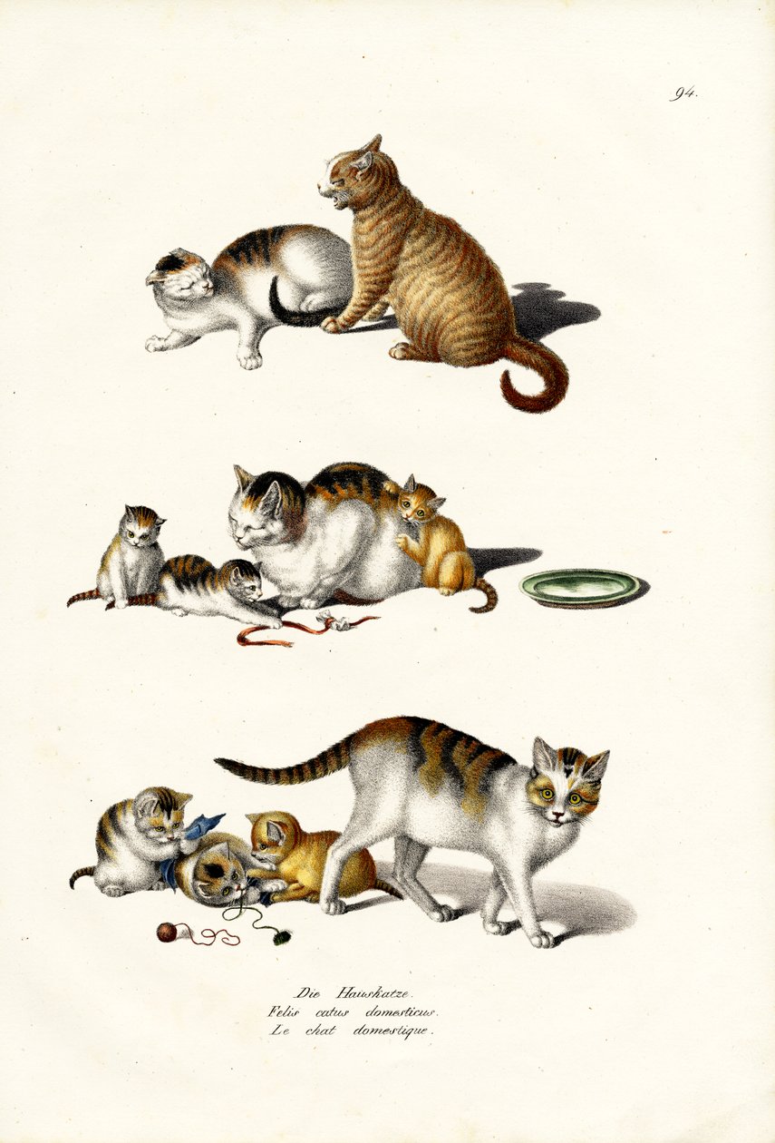 Koty domowe, 1824 autorstwa Karl Joseph Brodtmann