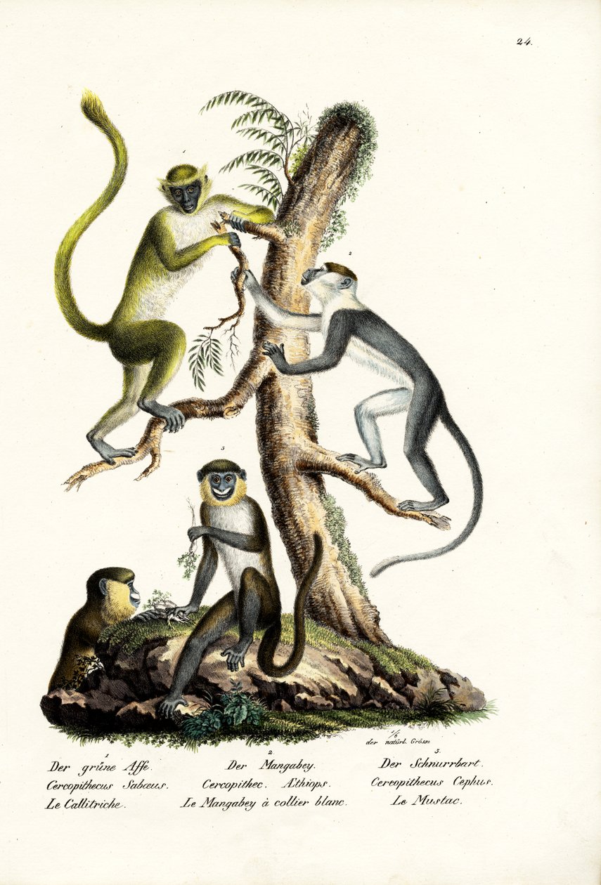 Zielona Małpa, 1824 autorstwa Karl Joseph Brodtmann