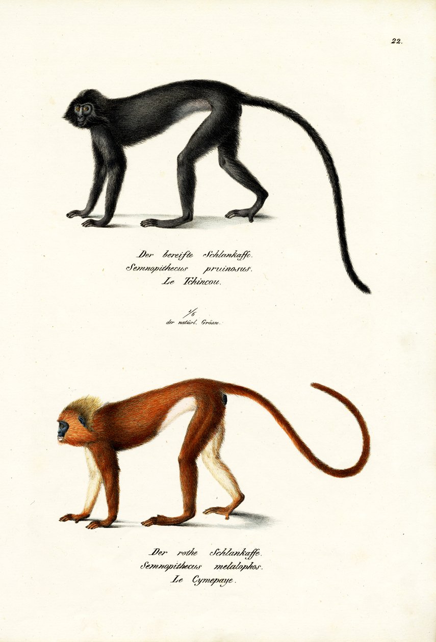 Hanuman Langur, 1824 autorstwa Karl Joseph Brodtmann