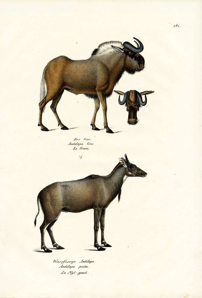 Hartebeest, 1824 autorstwa Karl Joseph Brodtmann