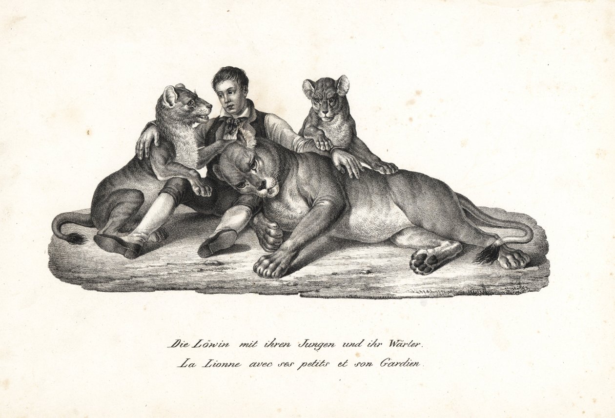 Lwica i młode z treserką, Panthera Leo. Litografia Karla Josepha Brodtmanna z Ilustrowanej historii naturalnej ludzi i zwierząt Heinricha Rudolfa Schinza autorstwa Karl Joseph Brodtmann