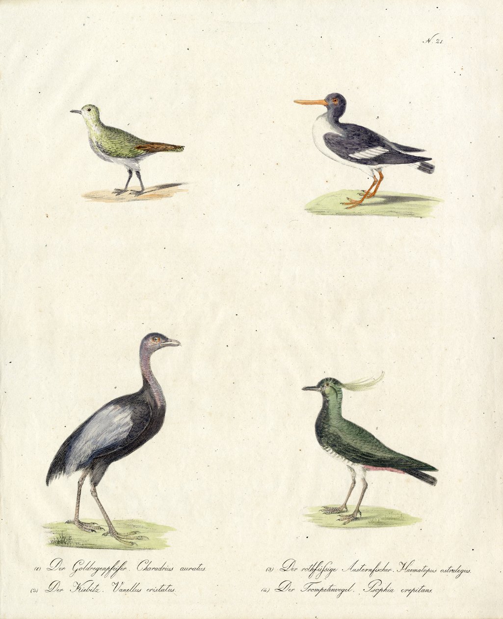  autorstwa Karl Joseph Brodtmann